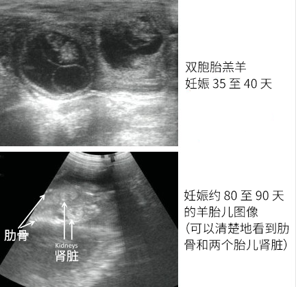 Sheep use B-ultrasound scanner to scan multiparous ewes(图1)