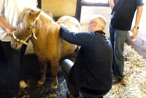 Ultrasound detection of small and short horses using a horse ultrasound machine(图1)