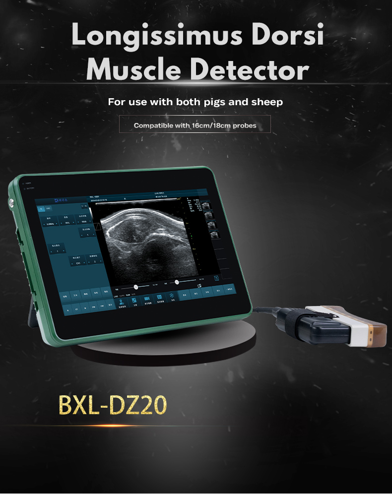 BXL-DZ20 veterinary color Doppler ultrasound(图1)