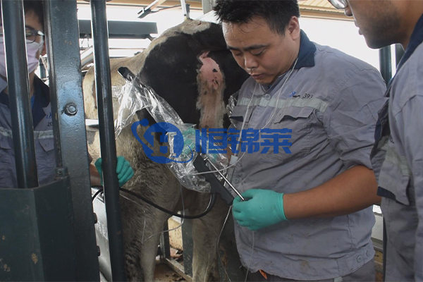 BXL veterinary ultrasoud instrument Hengjinlai case(图1)