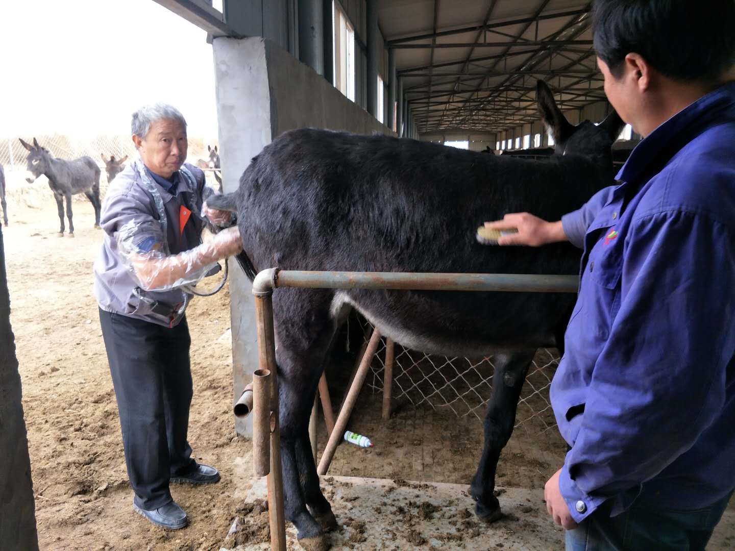 BXL animal ultrasonic equipment manufacturers donkey farm training(图1)