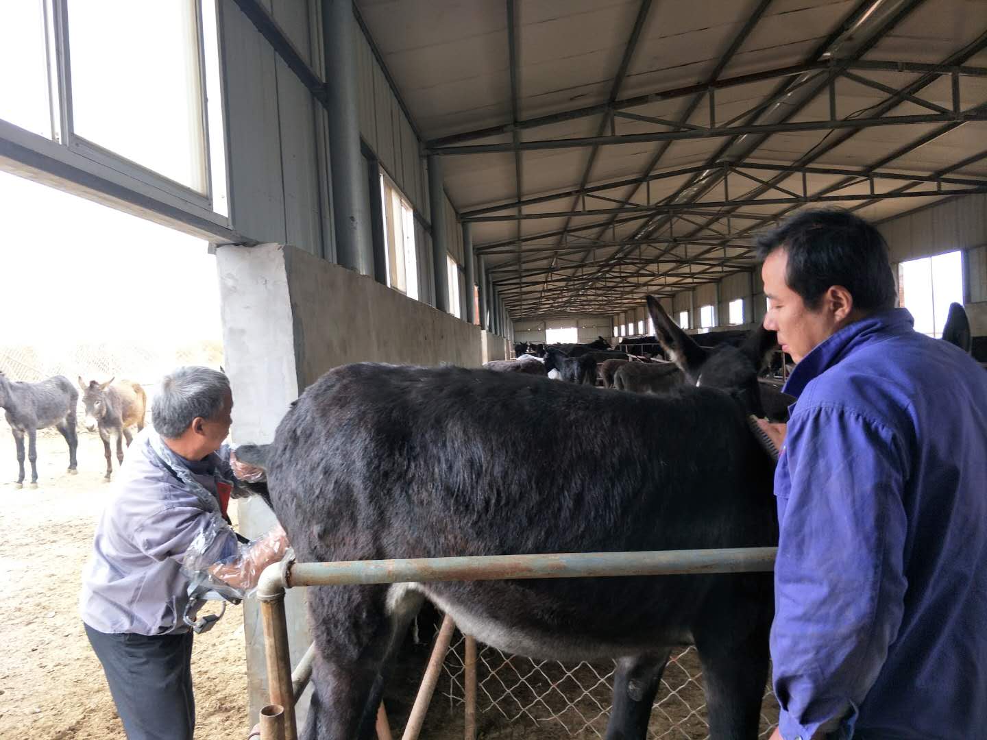 BXL animal ultrasonic equipment manufacturers donkey farm training(图2)