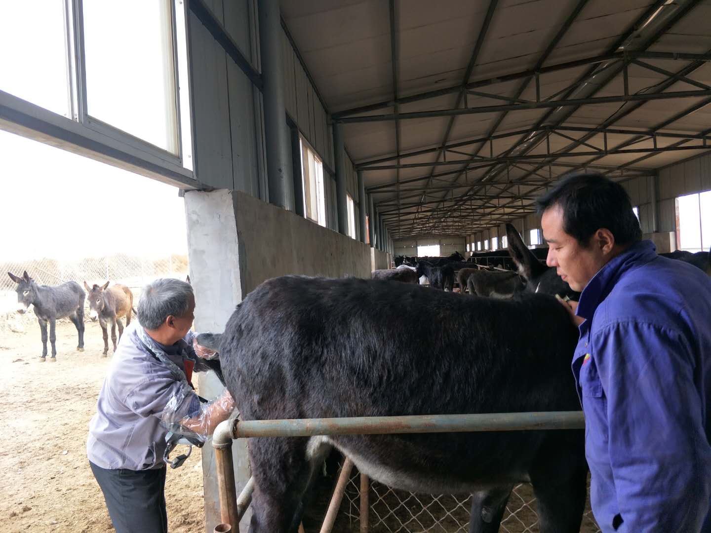 BXL animal ultrasonic equipment manufacturers donkey farm training(图3)