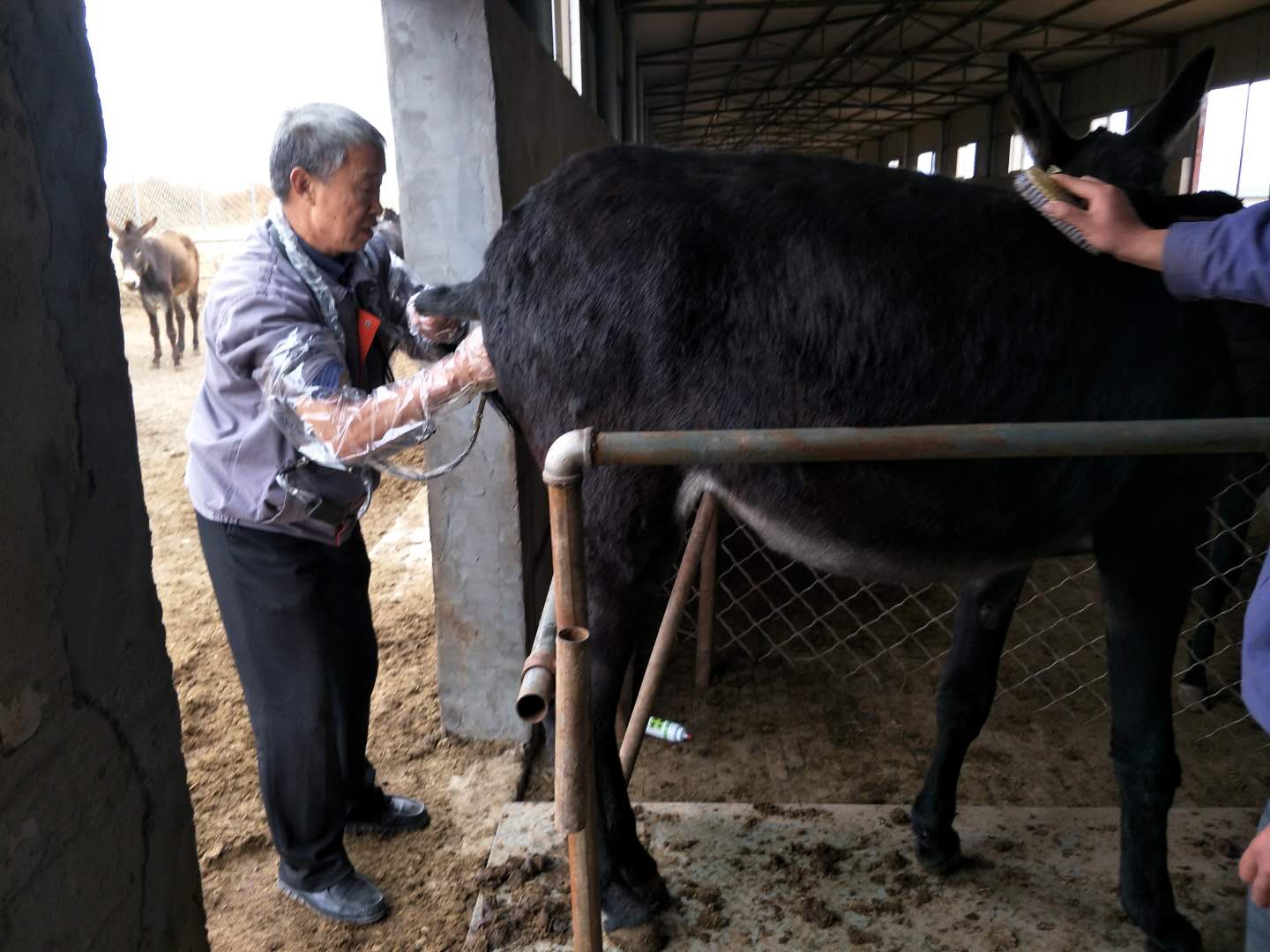 BXL animal ultrasonic equipment manufacturers donkey farm training(图4)