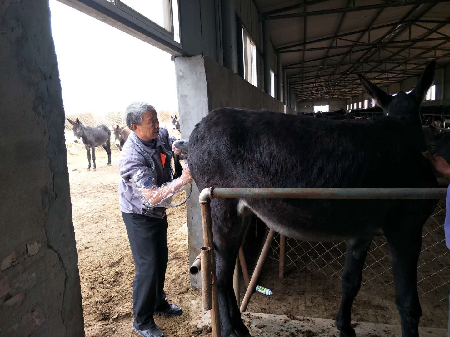 BXL animal ultrasonic equipment manufacturers donkey farm training(图6)