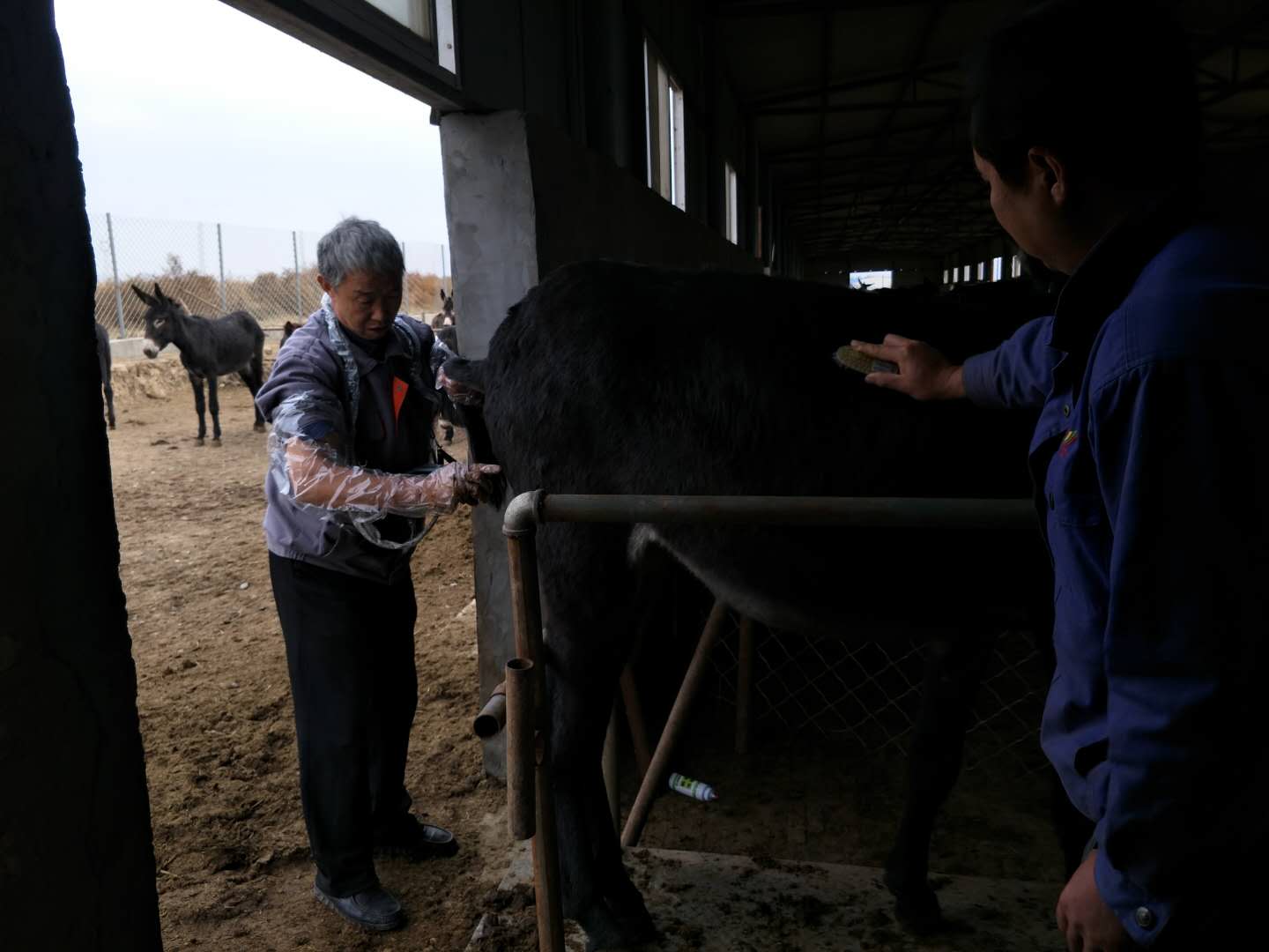 BXL animal ultrasonic equipment manufacturers donkey farm training(图5)