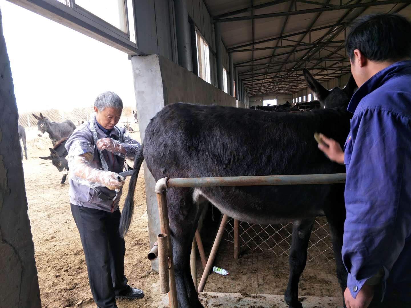 BXL animal ultrasonic equipment manufacturers donkey farm training(图7)