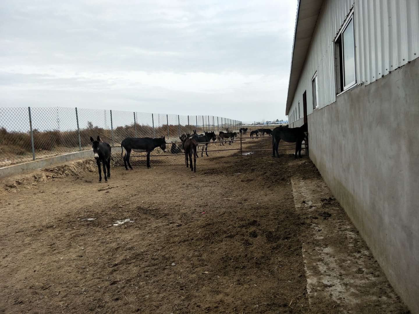 BXL animal ultrasonic equipment manufacturers donkey farm training(图11)