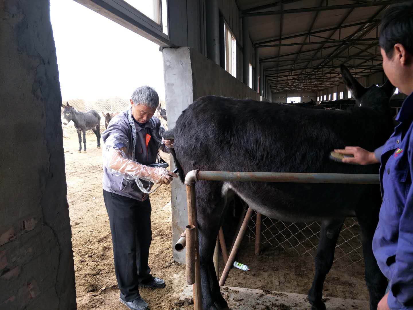 BXL animal ultrasonic equipment manufacturers donkey farm training(图12)