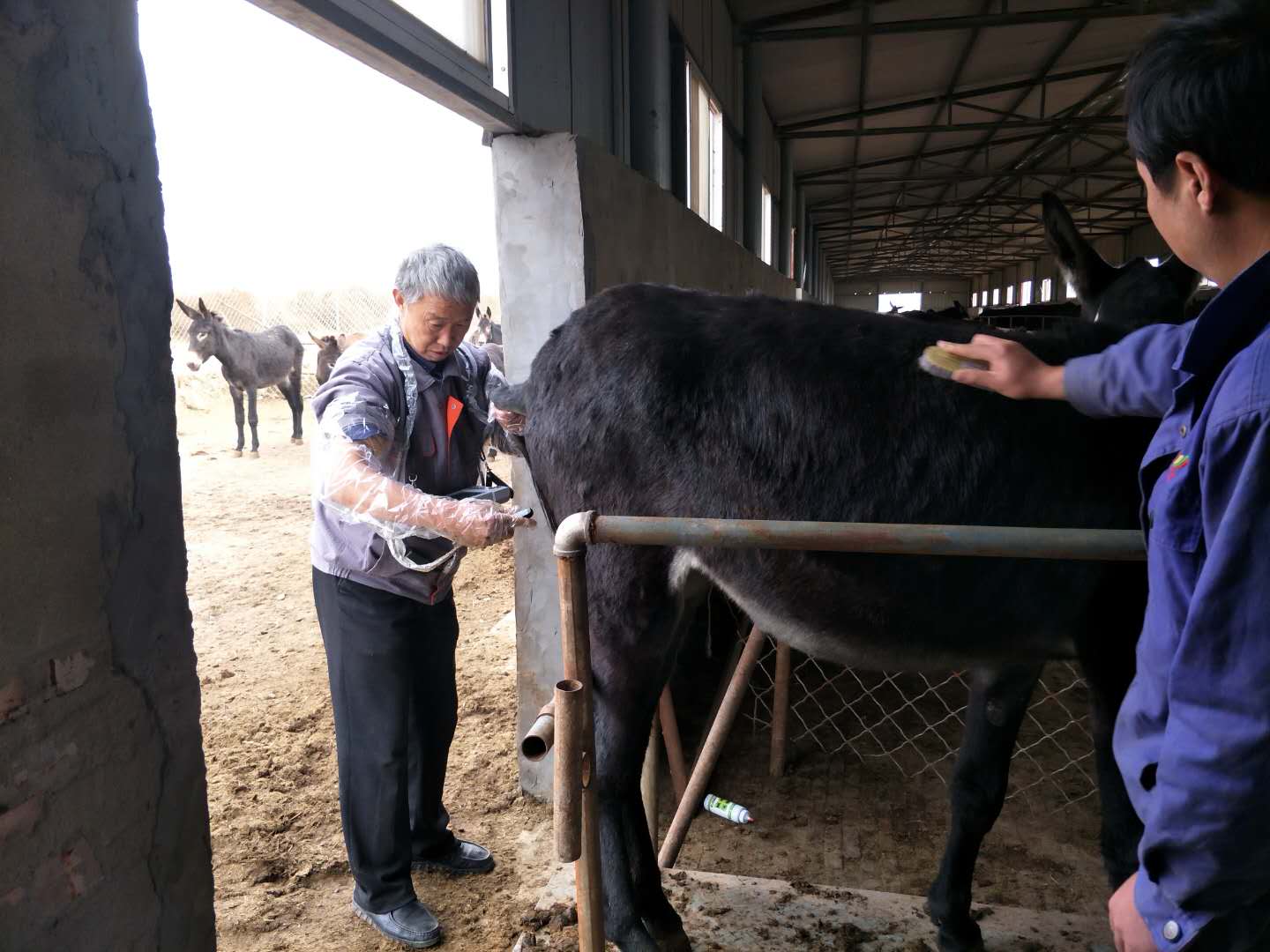 BXL animal ultrasonic equipment manufacturers donkey farm training(图15)