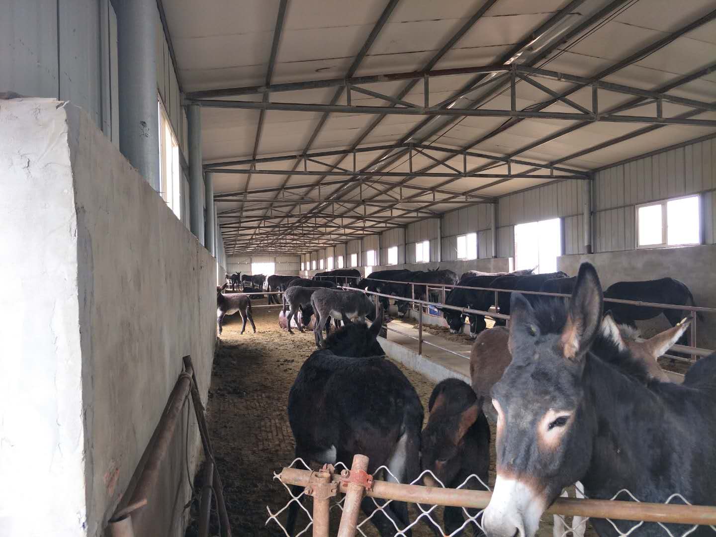 BXL animal ultrasonic equipment manufacturers donkey farm training(图16)