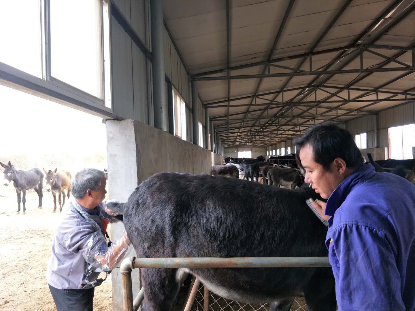 BXL animal ultrasonic equipment manufacturers donkey farm training(图17)