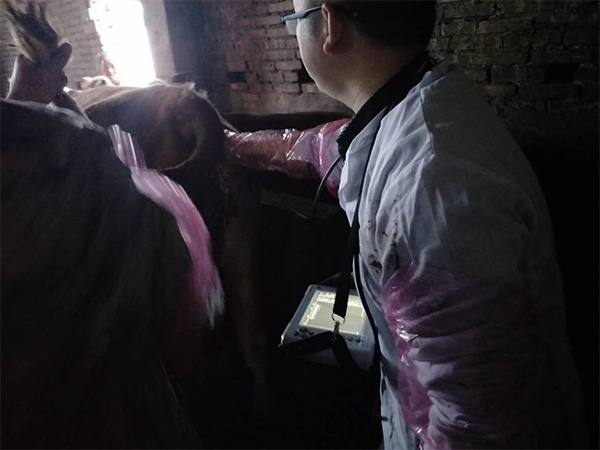 BXL veterinary ultrasound instrument manufacturer Anyang cattle testing training