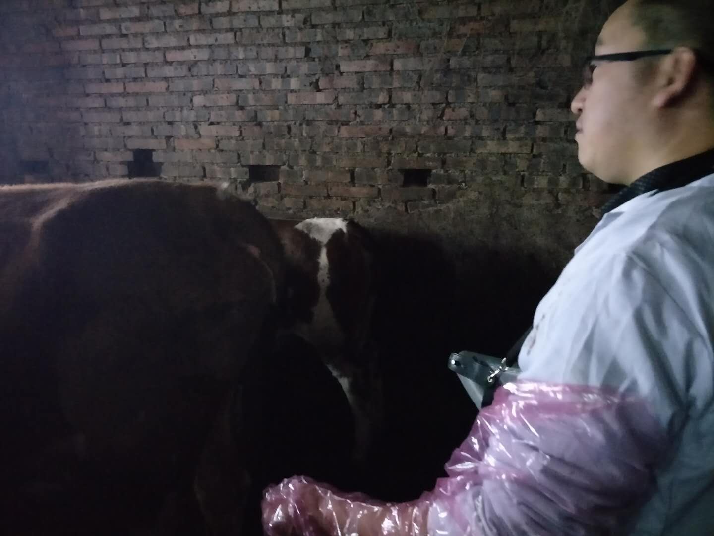 BXL veterinary ultrasound instrument manufacturer Anyang cattle testing training(图2)