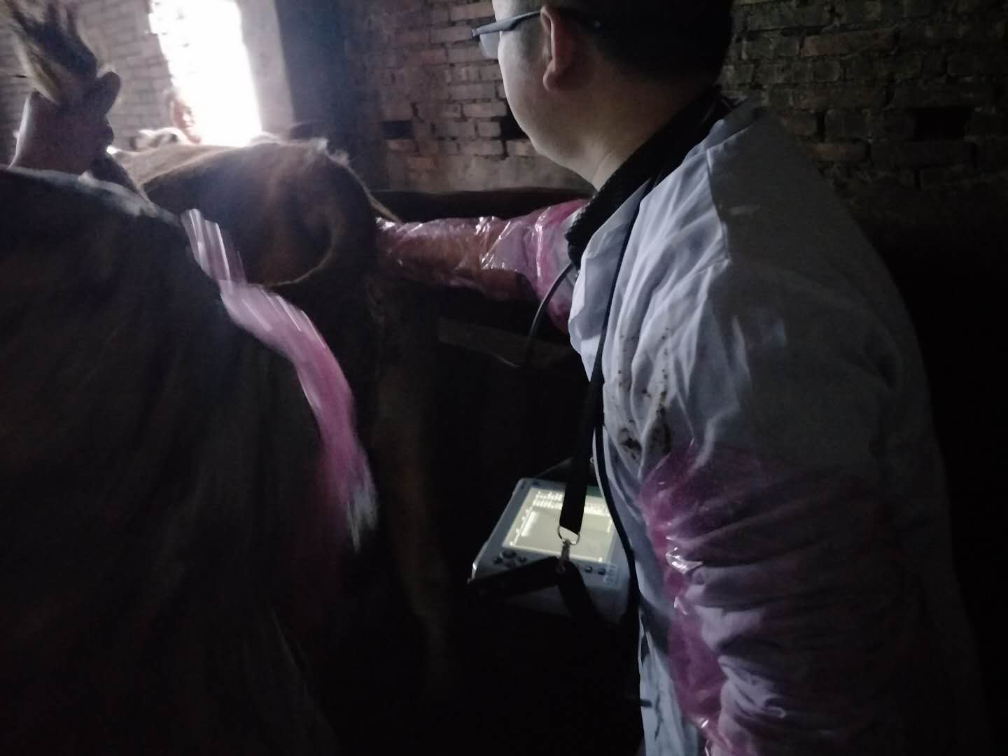 BXL veterinary ultrasound instrument manufacturer Anyang cattle testing training(图1)