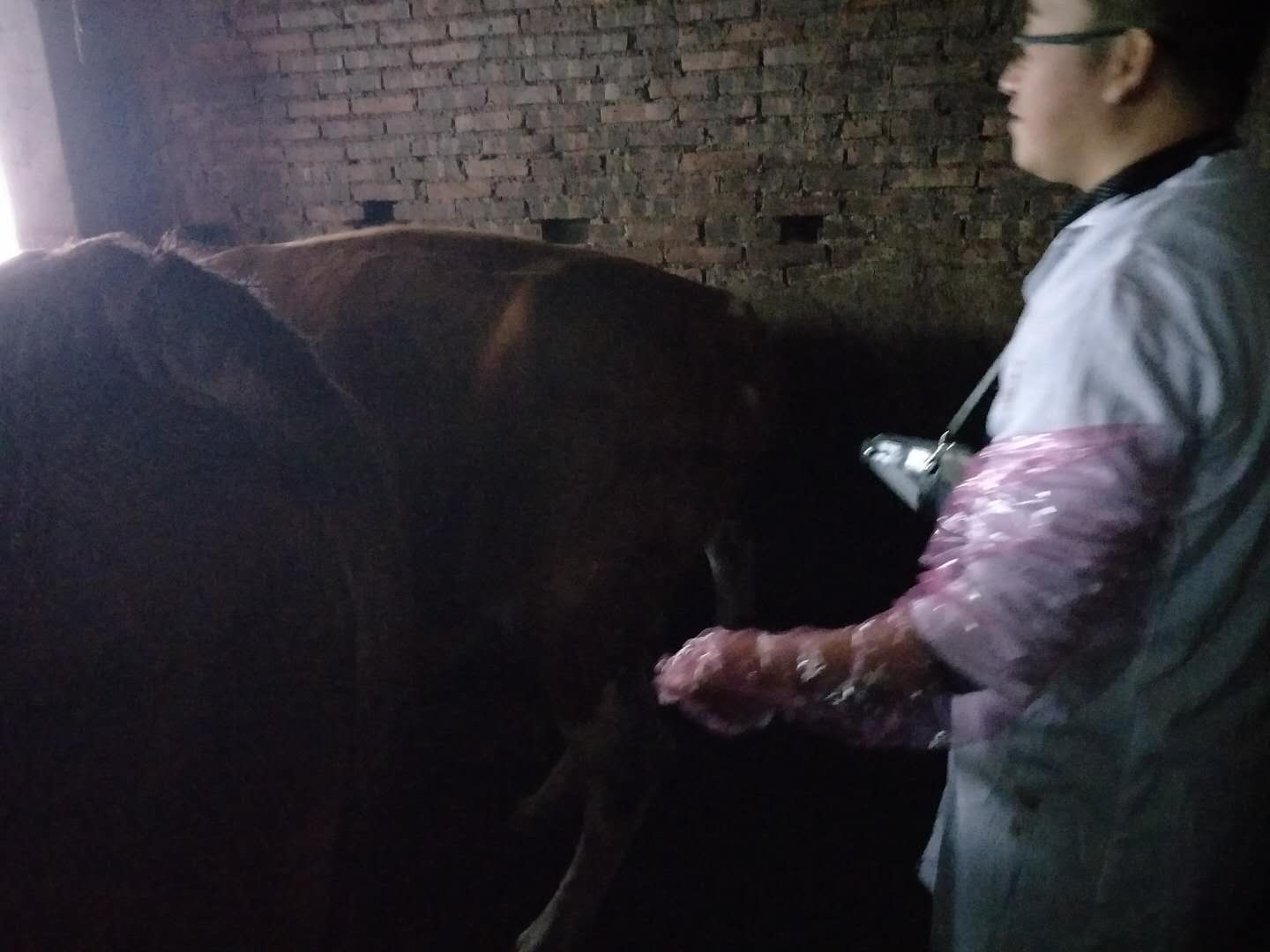 BXL veterinary ultrasound instrument manufacturer Anyang cattle testing training(图5)