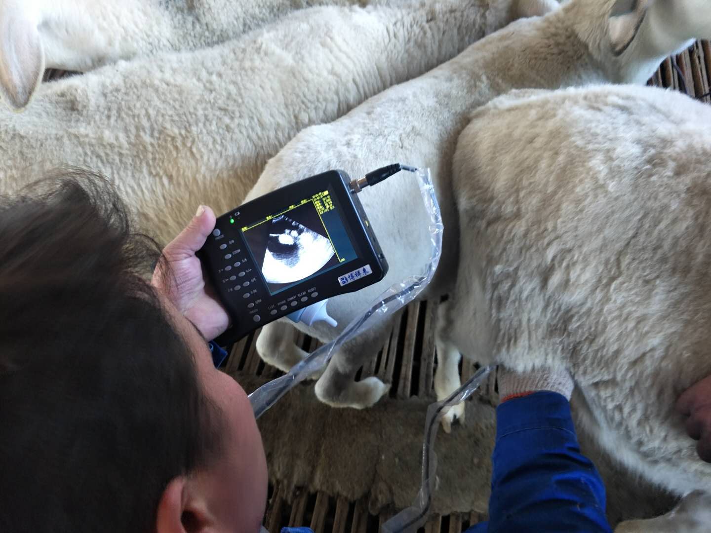 BXL animal ultrasound instrument manufacturer Xinxiang City Huixian City Xinyao farm test sheep(图10)