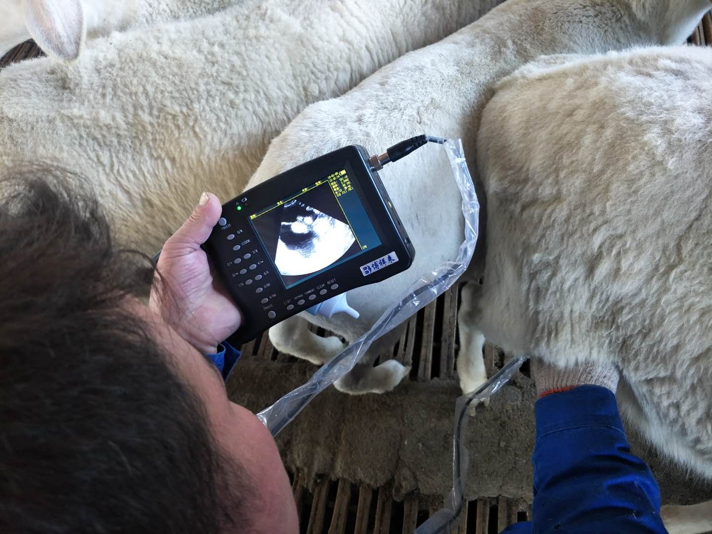 BXL animal ultrasound instrument manufacturer Xinxiang City Huixian City Xinyao farm test sheep(图4)