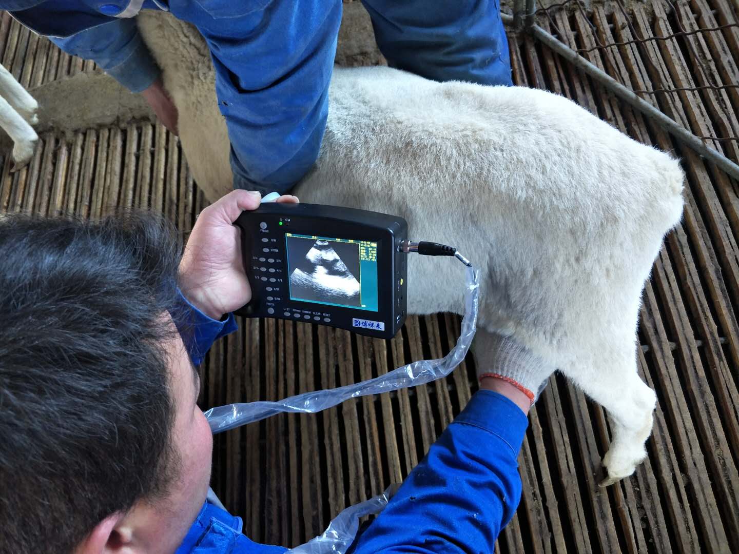 BXL animal ultrasound instrument manufacturer Xinxiang City Huixian City Xinyao farm test sheep(图5)