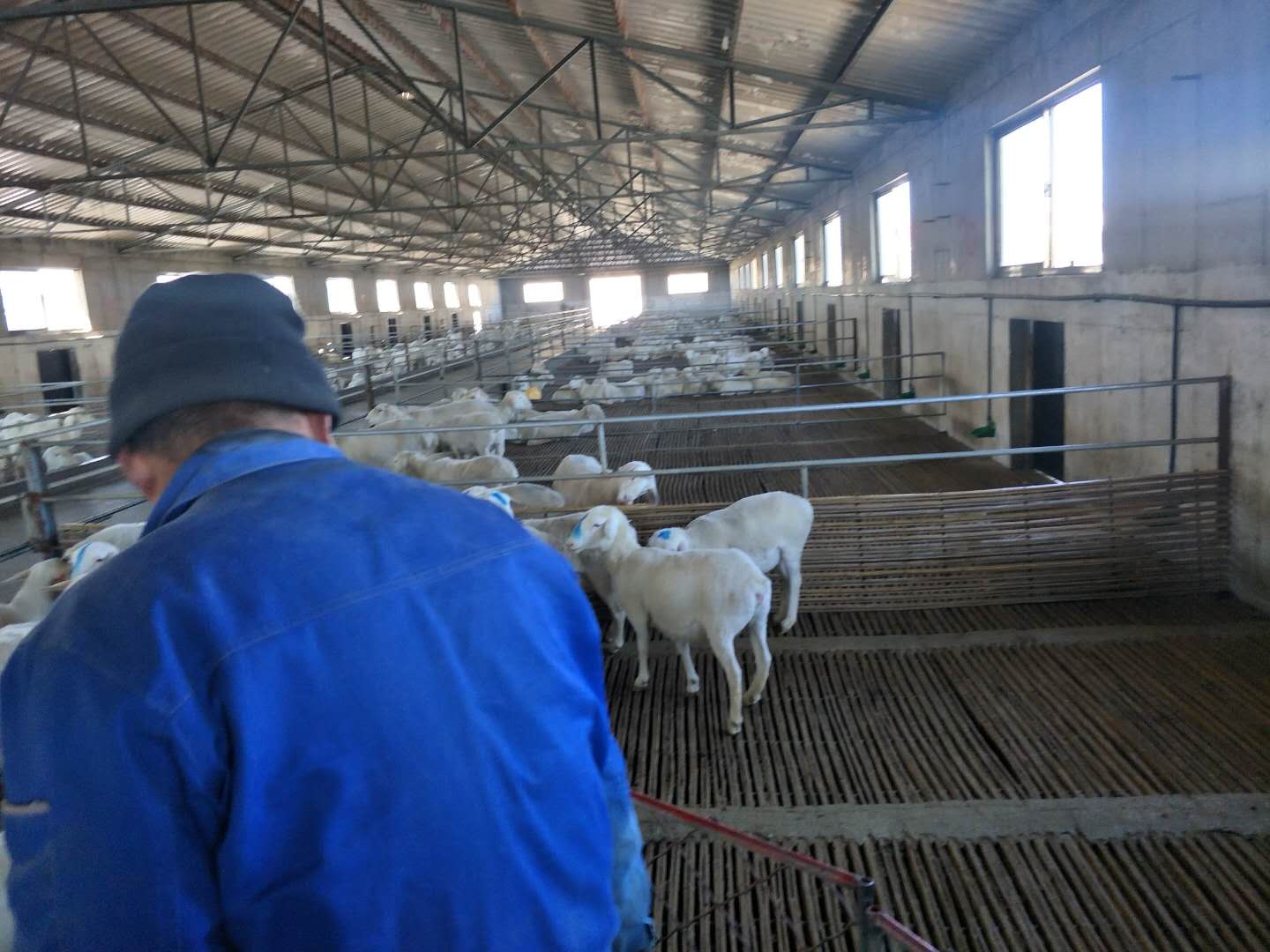 BXL animal ultrasound instrument manufacturer Xinxiang City Huixian City Xinyao farm test sheep(图9)