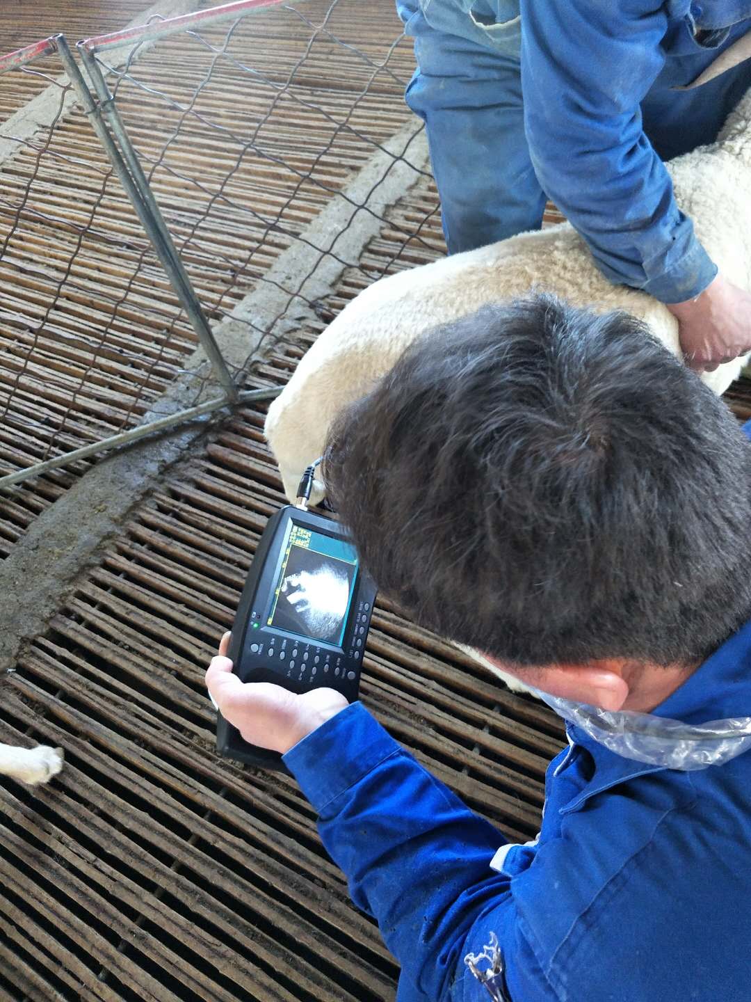 BXL animal ultrasound instrument manufacturer Xinxiang City Huixian City Xinyao farm test sheep(图7)