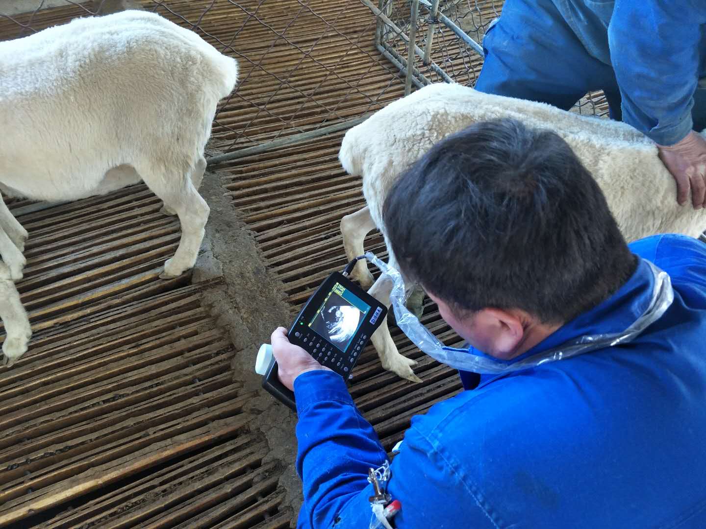 BXL animal ultrasound instrument manufacturer Xinxiang City Huixian City Xinyao farm test sheep(图3)