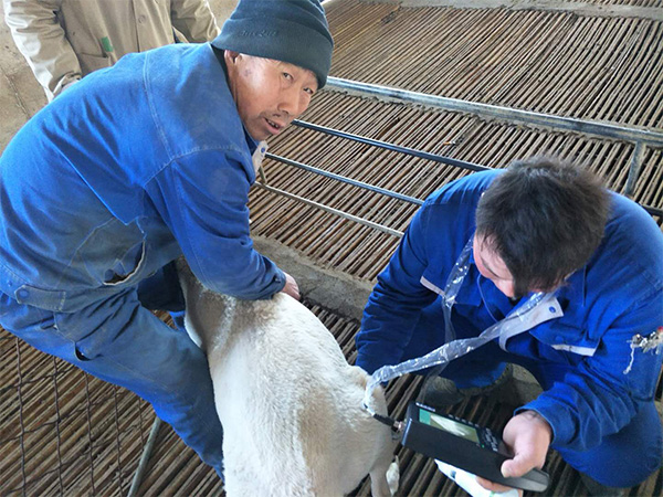 Sheep use B-ultrasound to predict gestational age based on fetal size(图1)