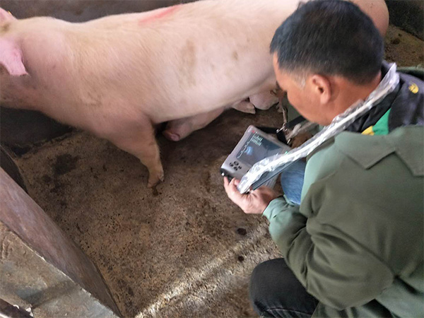 BXL veterinary ultrasound instrument manufacturers large Chinese agricultural veterinary drug dealer