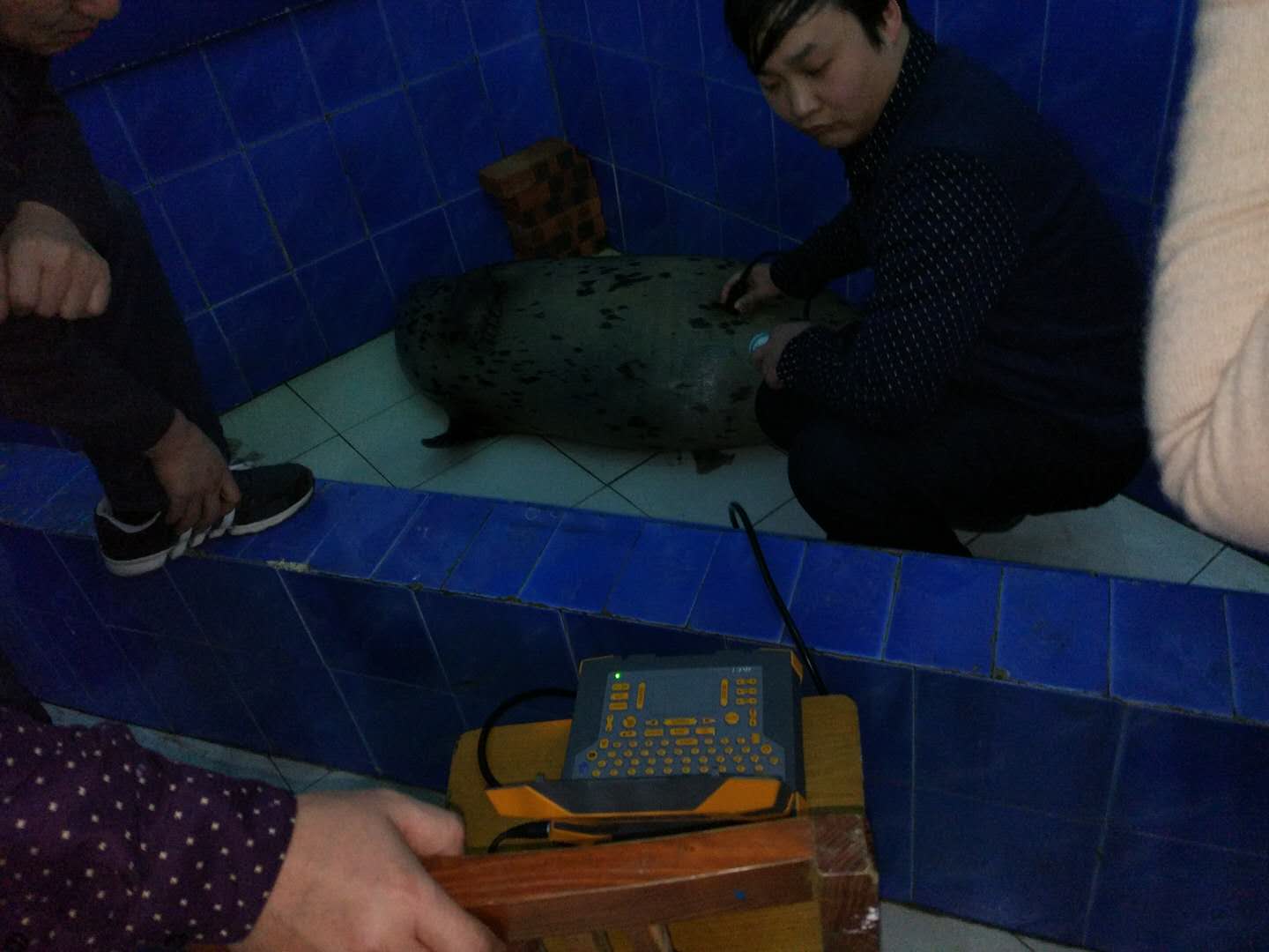 BXL veterinary ultrasound instrument factory household pipe Ningxia Dabei agricultural test machine 