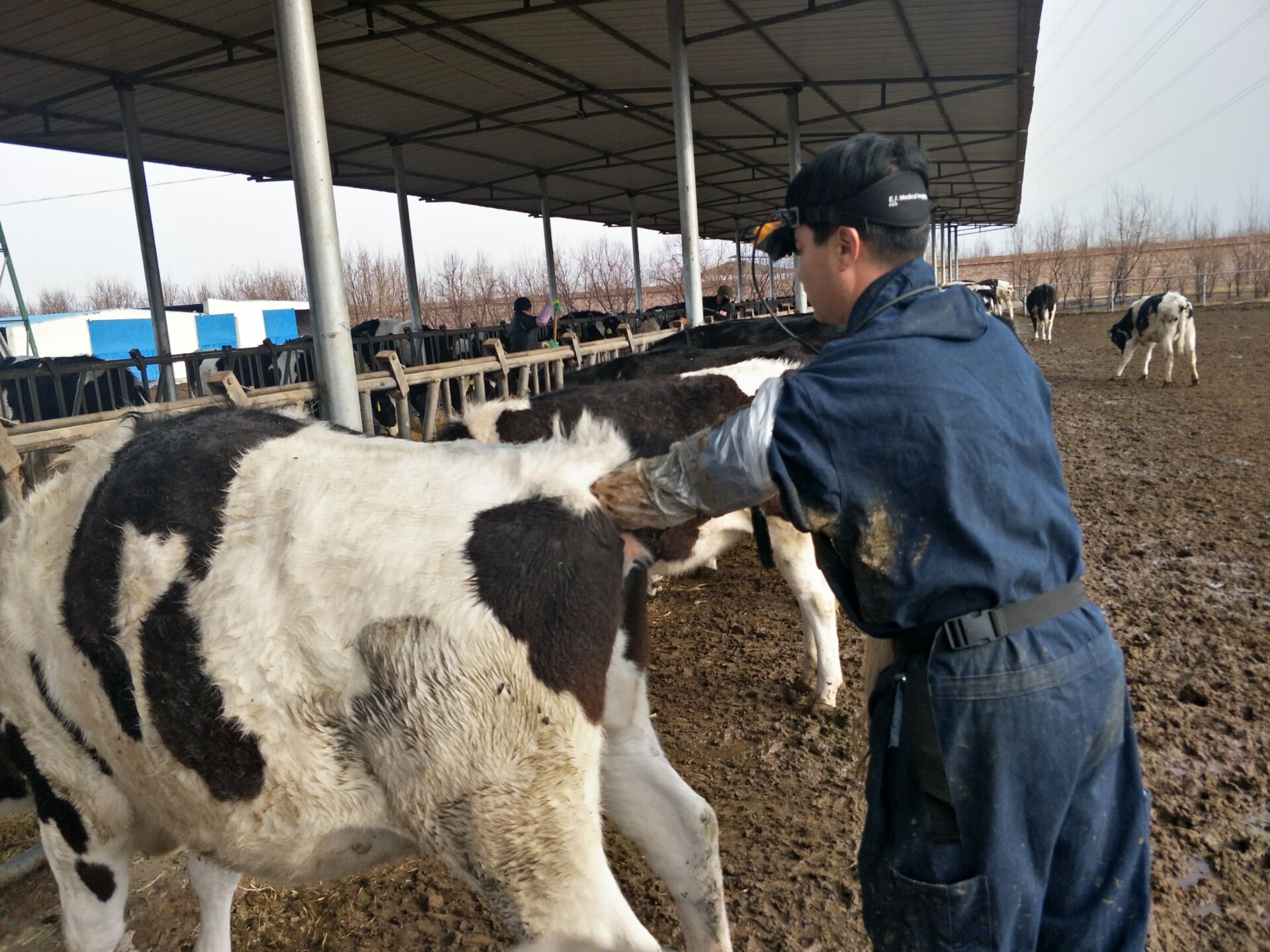 BXL veterinary ultrasound instrument factory household pipe Ningxia Dabei agricultural test machine - Ningxia Junhua animal Husbandry(图17)