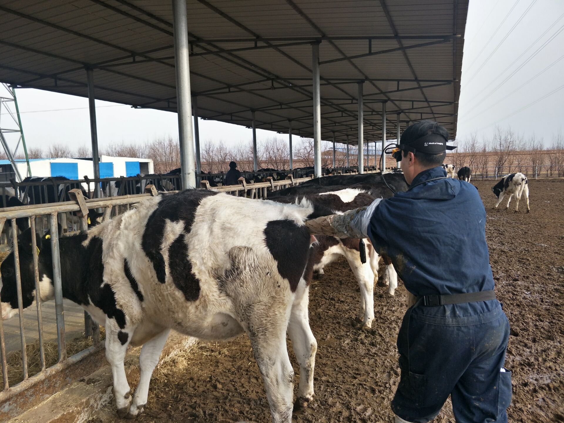 The B-ultrasound machine can detect the eye muscle area of beef cattle(图1)