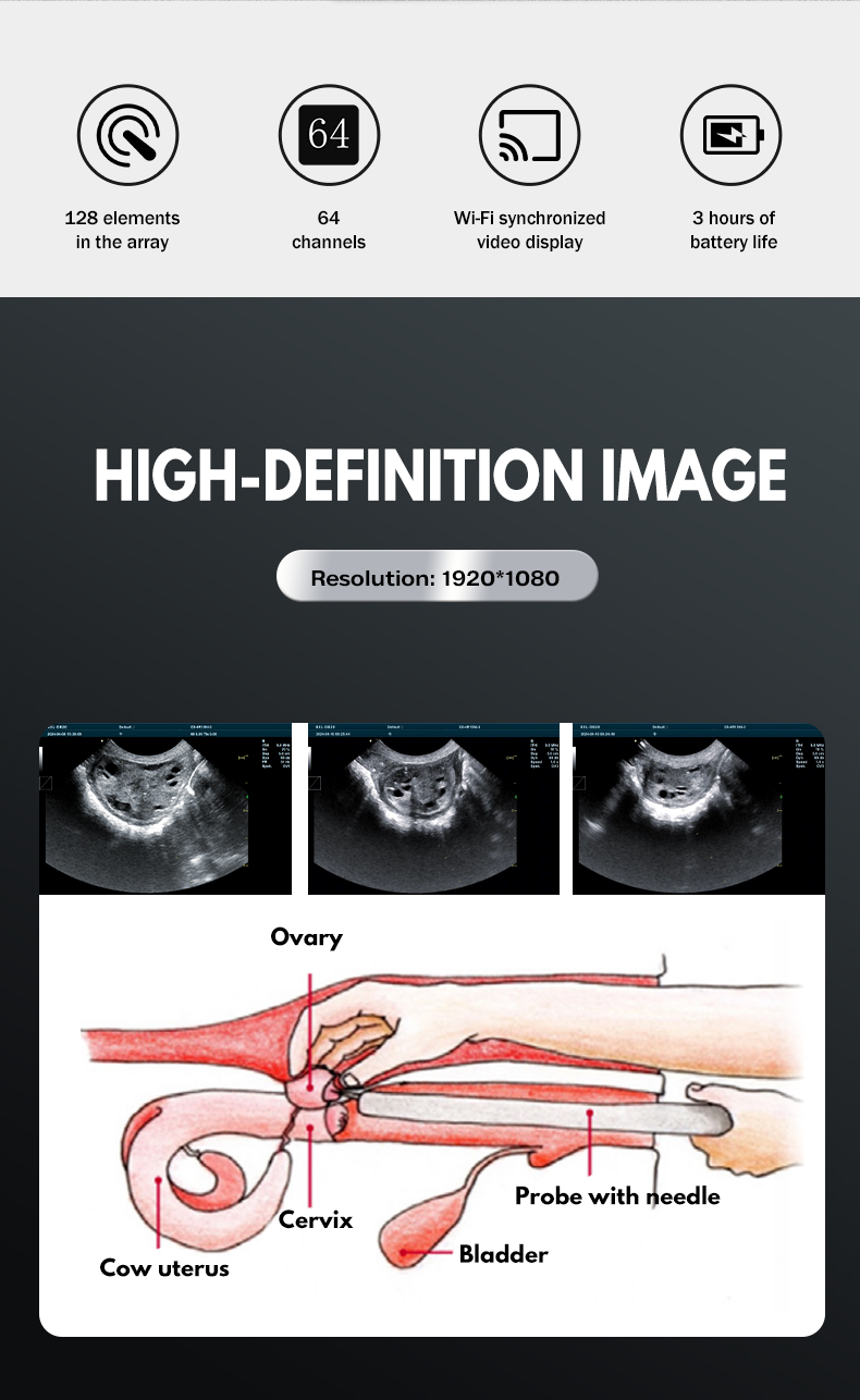 Color Doppler Cattle OPU veterinary ultrasound machine BXL-DB20(图2)