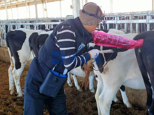 The important role of B-ultrasound in cattle breeding and structural adjustment(图1)