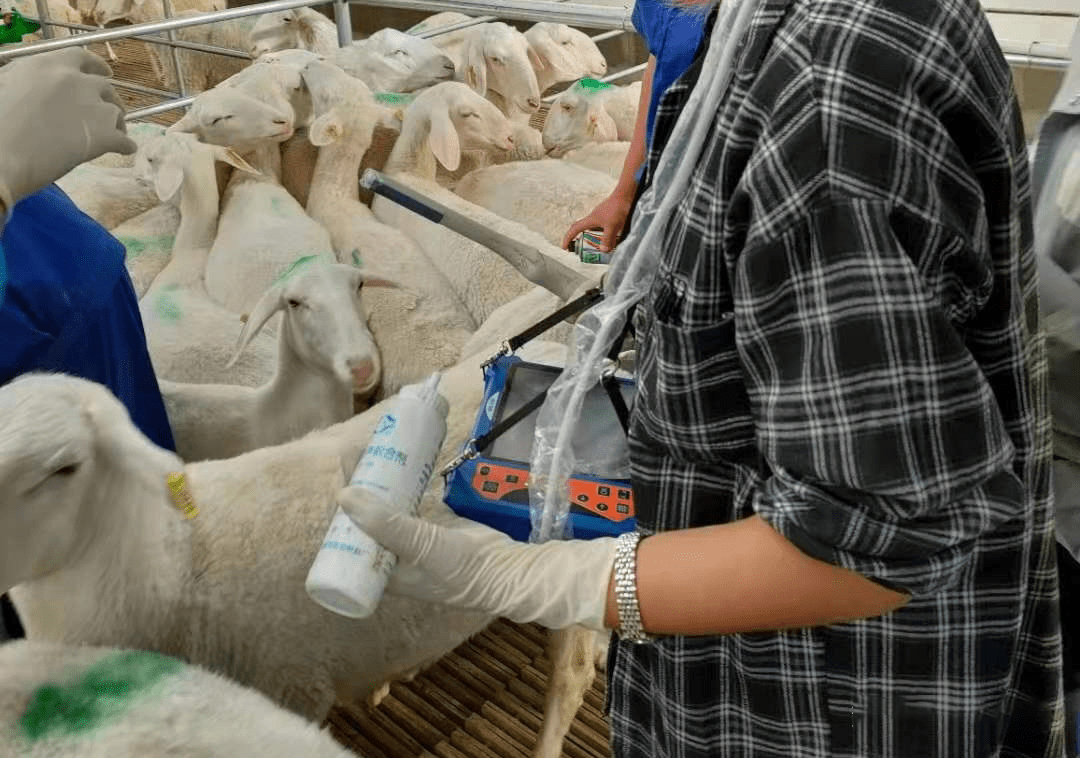 The role of sheep ultrasound in breeding management and artificial insemination(图1)