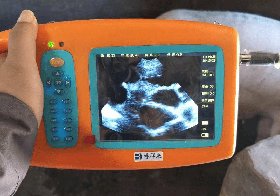 The role of using B-ultrasound to diagnose the development of the reproductive system in sows and prevent reproductive disorders in hybrid sows(图1)