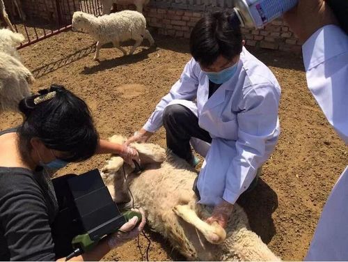 The role of B-ultrasound in artificial aphrodisiac and ovulation induction in sheep(图1)