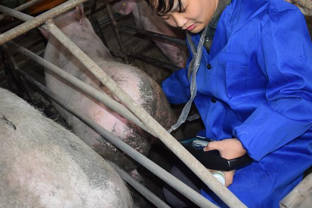 Pigs use B-ultrasound to check the estrus and ovulation numbers of sows(图1)