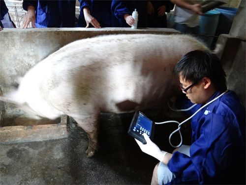 The effect of pre breeding nutrition on sows detected by B-ultrasound in pigs(图1)