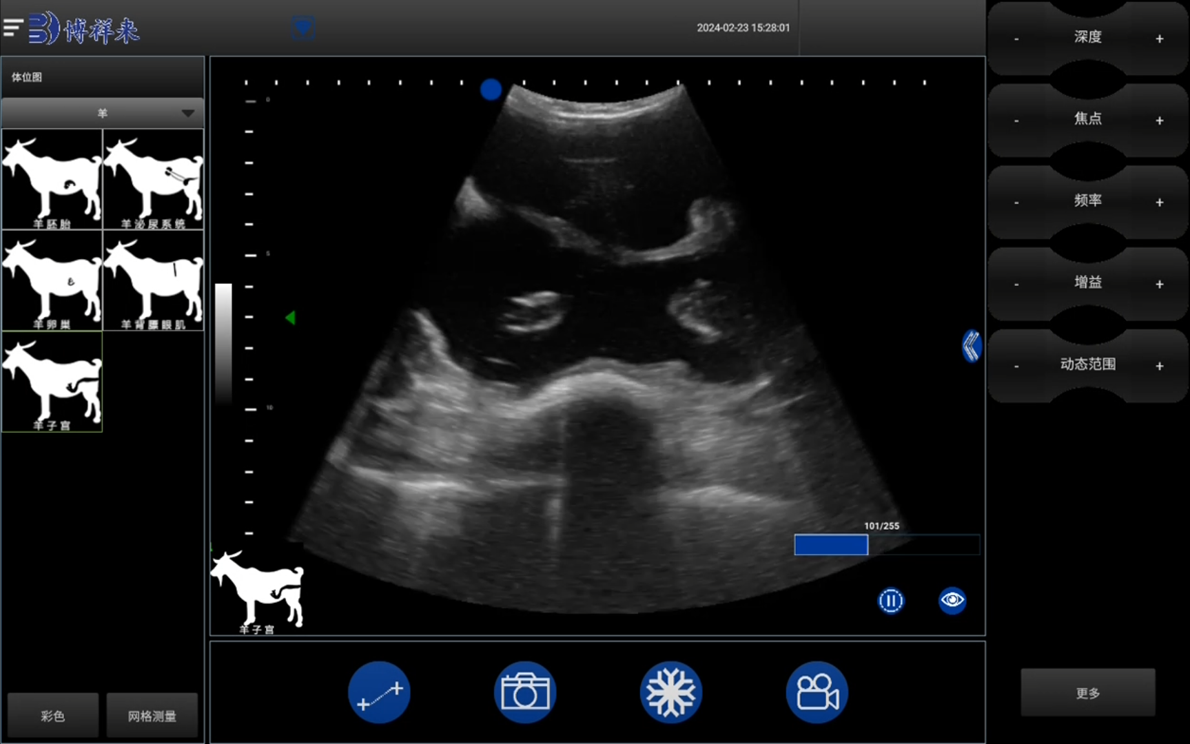 Observation of imaging factors of sheep breeding season by veterinary B-ultrasound(图1)