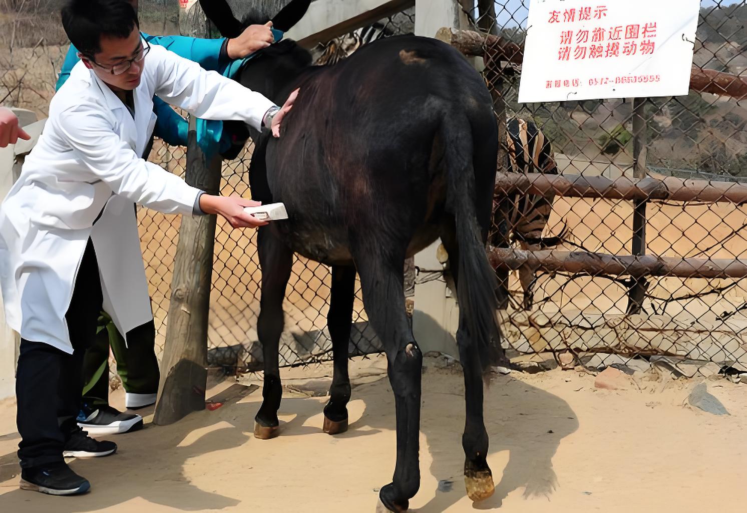 B-ultrasound rectal pregnancy detection method for mini donkeys(图1)