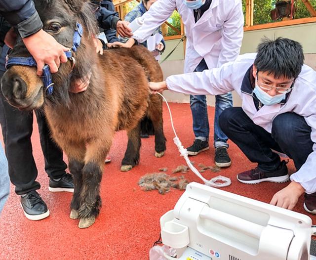 What are the applications of Veterinary B-ultrasound in horse farms?(图1)