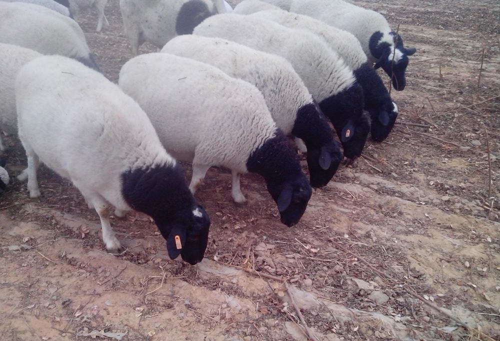 The practical application of sheep ultrasound(图1)