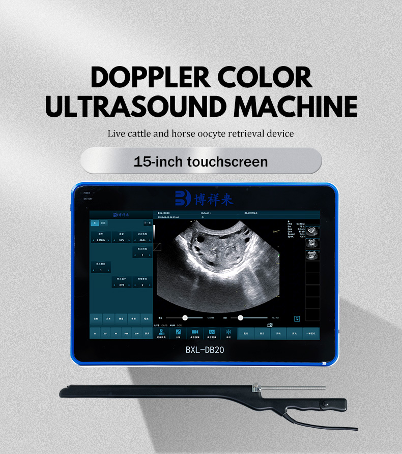 Ultrasound Vets Near Me: How to Find the Best Ultrasound Services for Your Pet(图2)