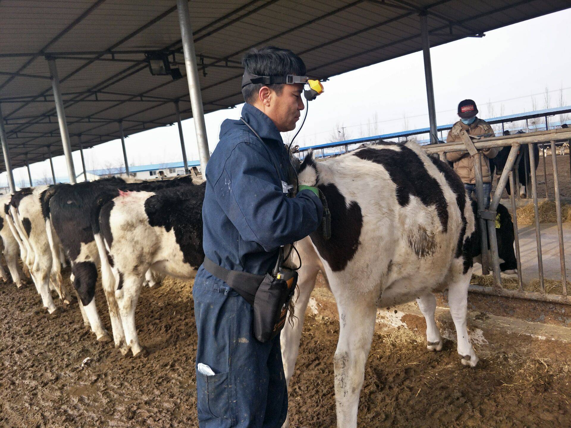 The problem of cows not in heat detected by B-ultrasound machine(图1)