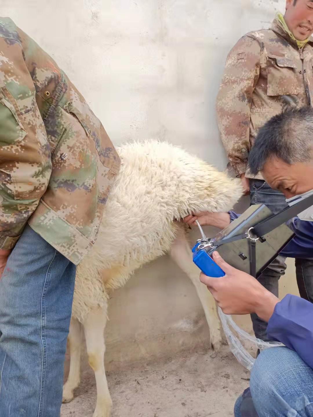 The pregnancy detection process of sheep using B-ultrasound machine(图1)