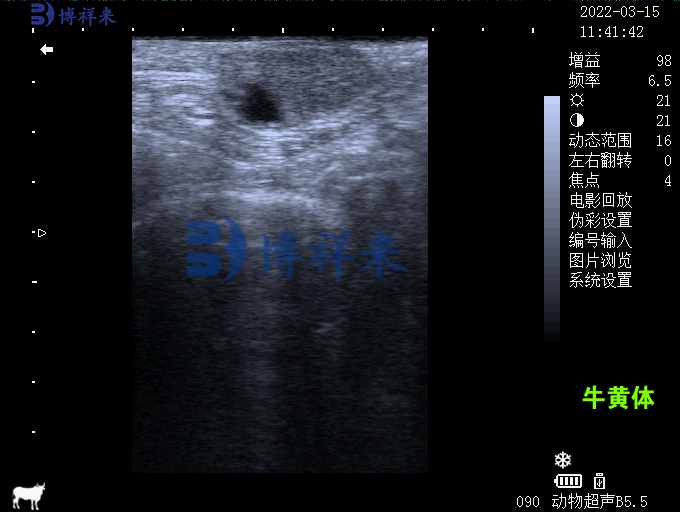 Veterinary B-ultrasound machine: Ultrasound examination and analysis of the corpus luteum(图2)