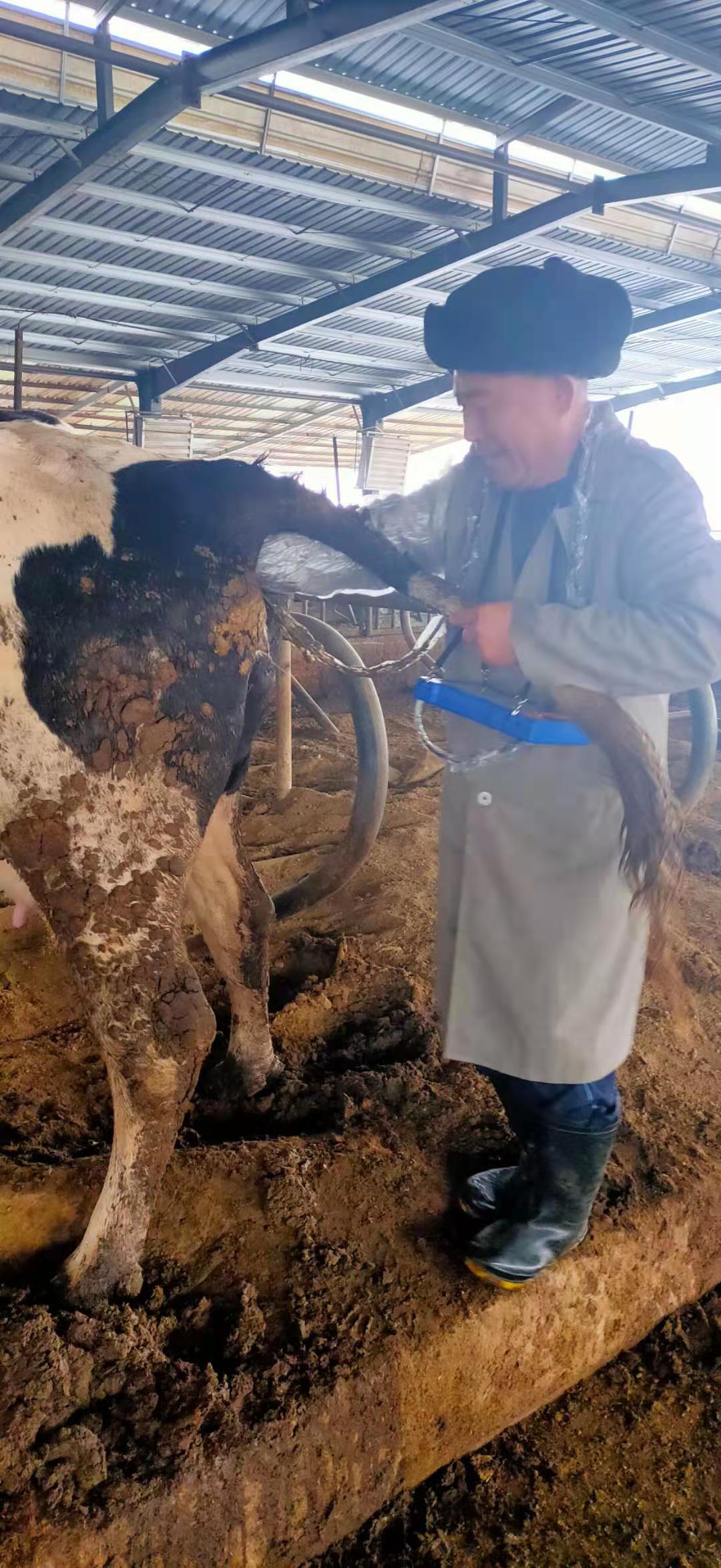 Linyi cattle farm BXL-v50 veterinary ultrasound instrument detection(图3)