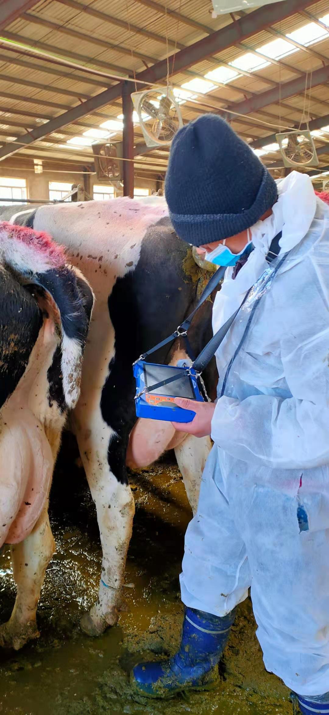 Hebei Chengde Cattle Farm BXL-v50 veterinary ultrasound instrument detection(图2)