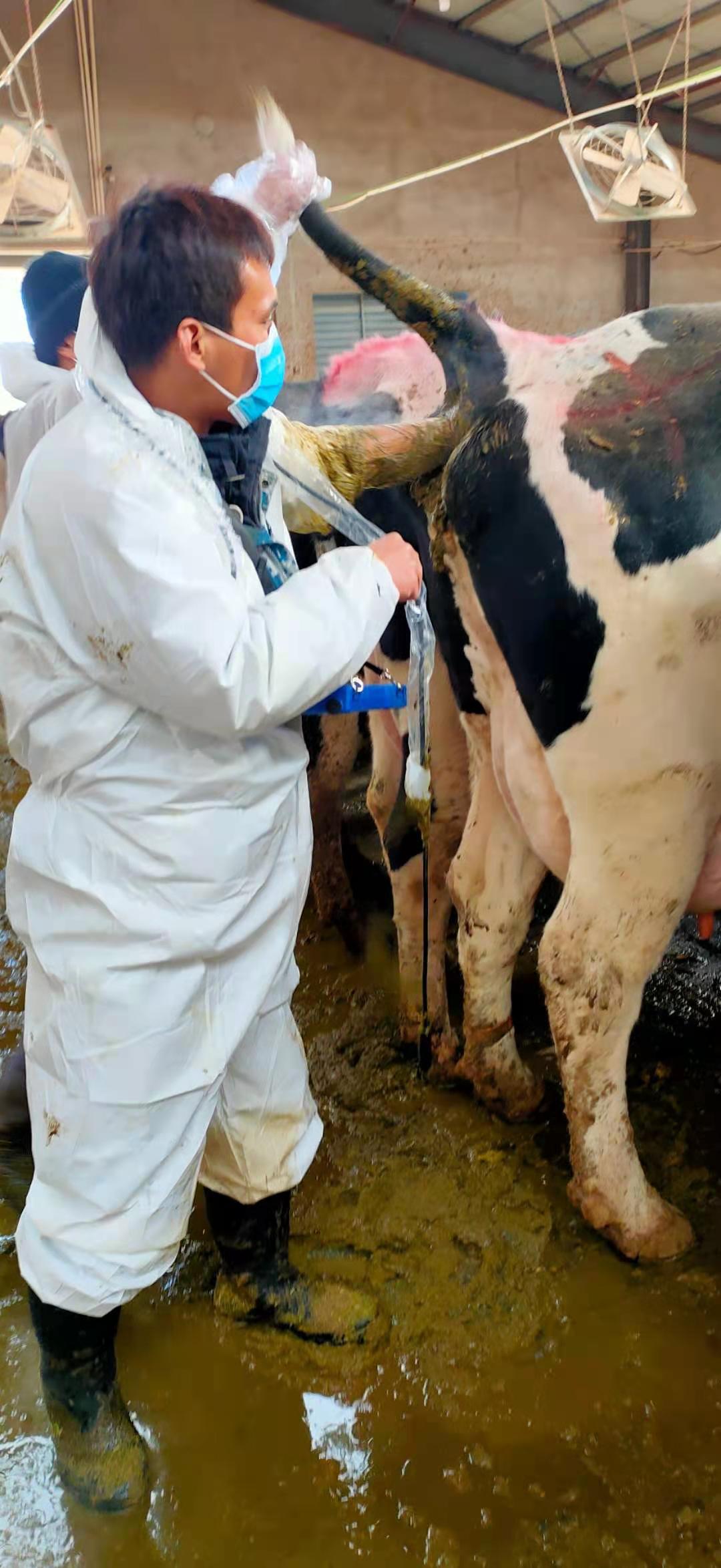 Hebei Chengde Cattle Farm BXL-v50 veterinary ultrasound instrument detection(图4)