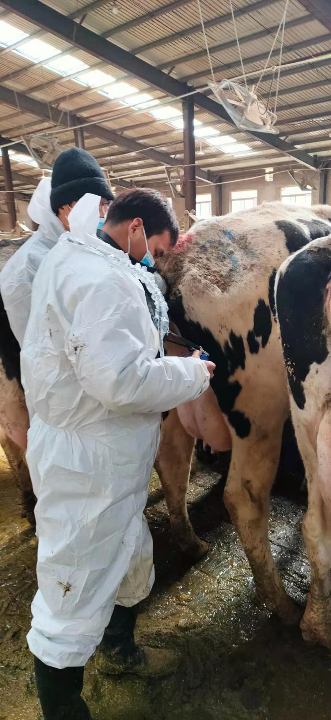 Hebei Chengde Cattle Farm BXL-v50 veterinary ultrasound instrument detection(图8)